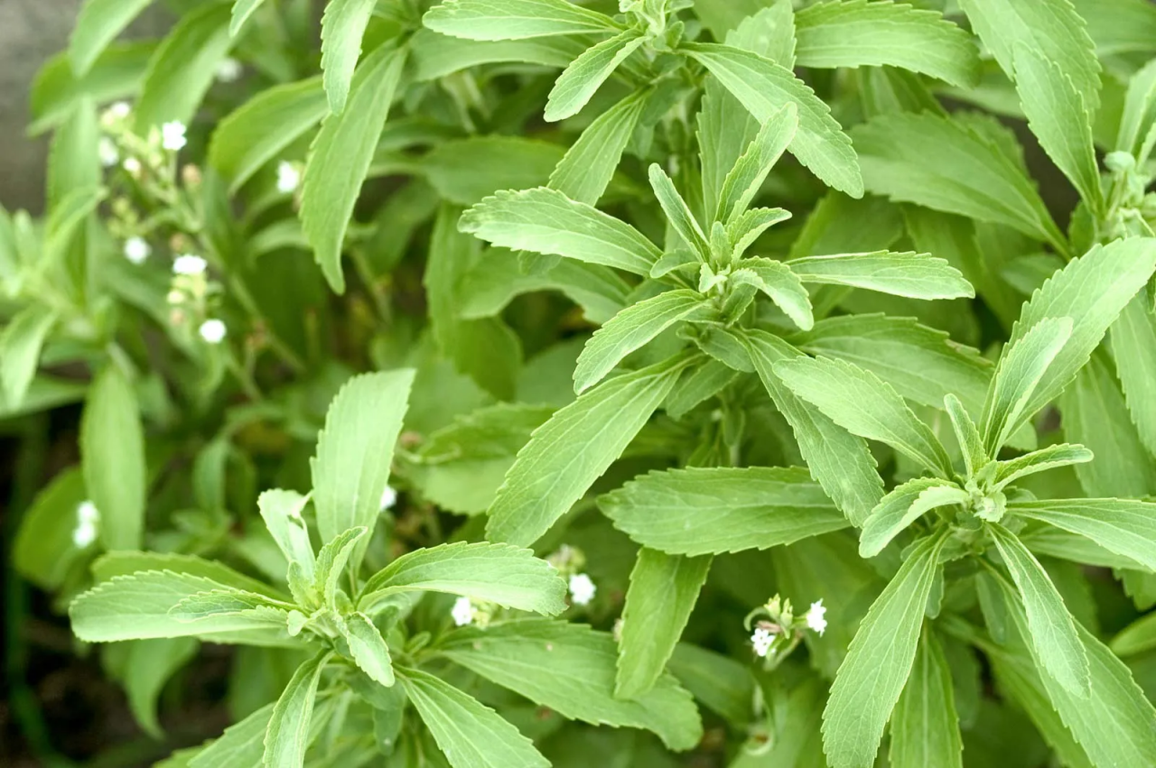 Stevia (Şeker Otu) Nedir? Sağlıklı Mı?