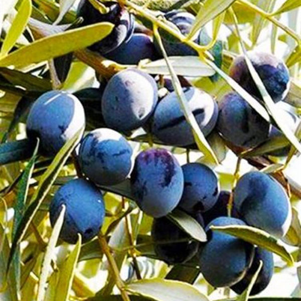Tuzsuz Gemlik Cins Kuru Sele Siyah Zeytin