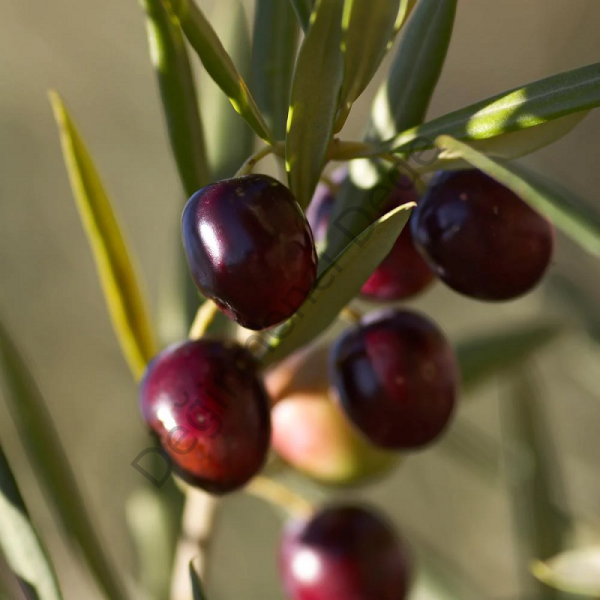 Ege'den Az Tuzlu Gemlik Cins Kuru Sele Siyah Zeytin