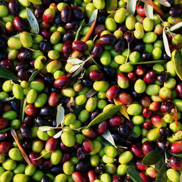 Ege'den Gül Pembe Çizik Edremit Cins Zeytin(Doğal Fermente)