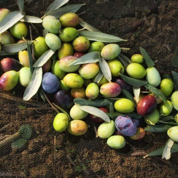 Ege'den Gül Pembe Çizik Edremit Cins Zeytin(Doğal Fermente)