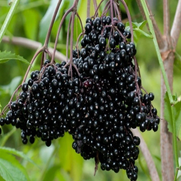 Karamürver Karadut Marmelatı (Şeker İlavesiz)