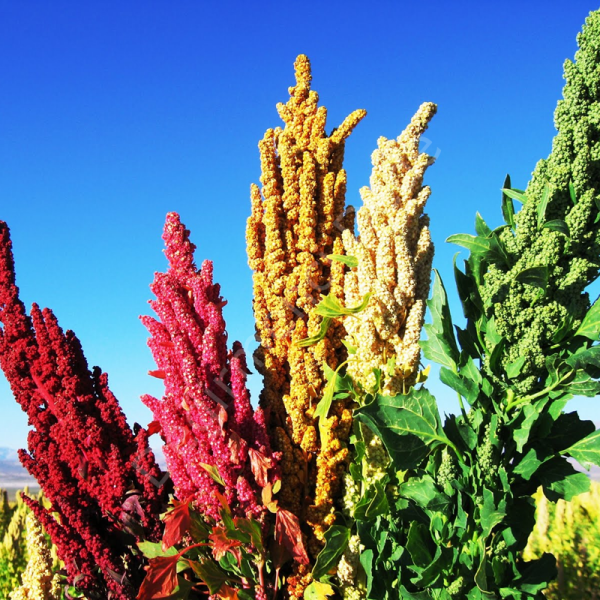 Kinoa Tane(Glutensiz)