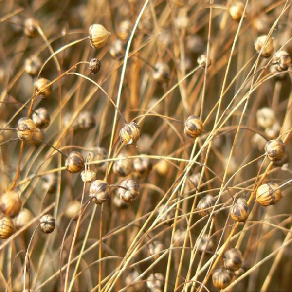 Keten Tohumu(Yerli Üretim)(Glutensiz)