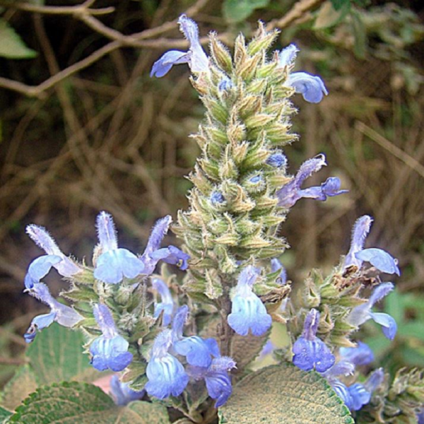 Chia Tohumu(Glutensiz)