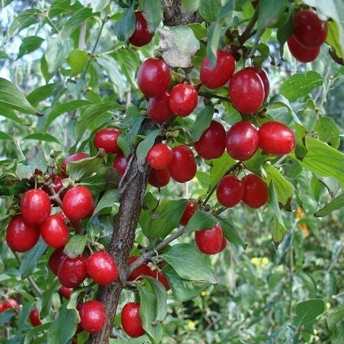 Kızılcık Marmelatı (Şeker İlavesiz)