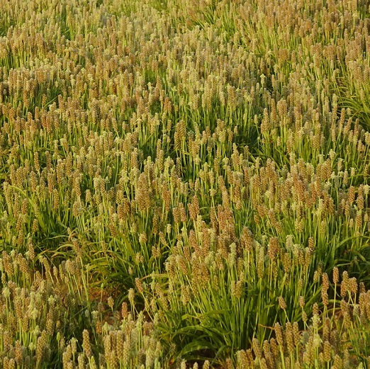 Karnıyarık Otu Tozu(Psyllium Husk Powder)
