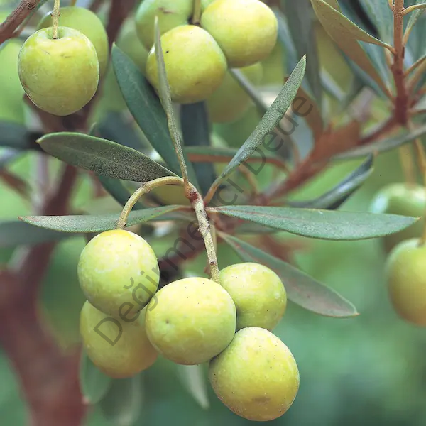 Ege Yeşil Çizik Zeytin (Boyasız ve Katkısız)