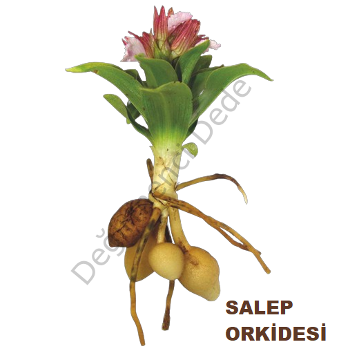Artizan Dondurma Orman Meyveli(Şeker İlavesiz, %100 Jersey İnek Sütü) 200ml