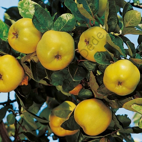 Ev Yapımı Ayva Sirkesi(Doğal Fermente ve Katkısız)