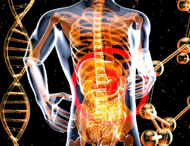 Ekşi Maya ve Sindirim Sağlığı